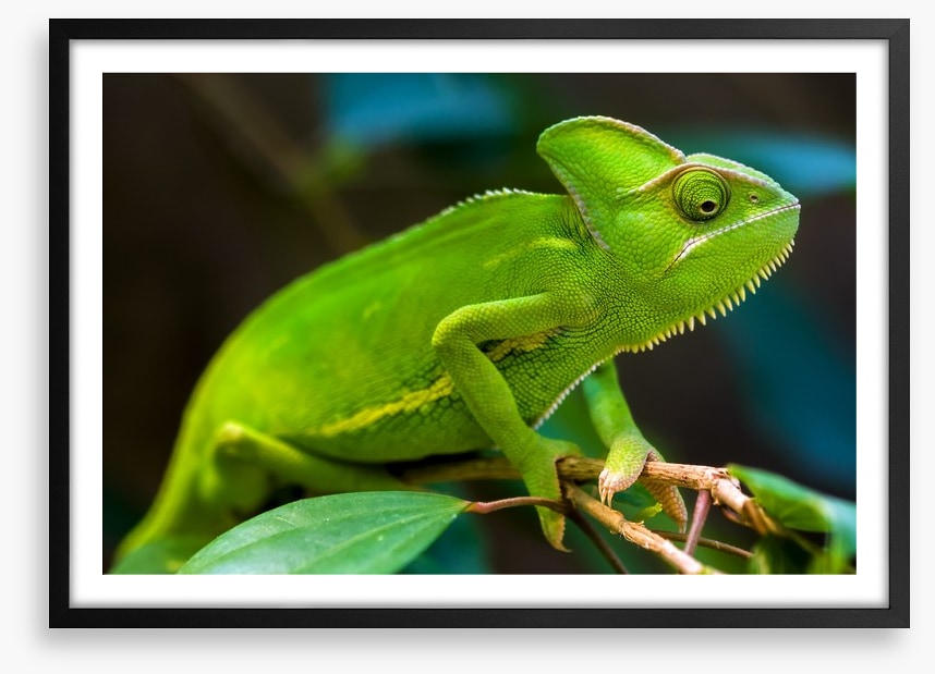 Reptiles / Amphibian