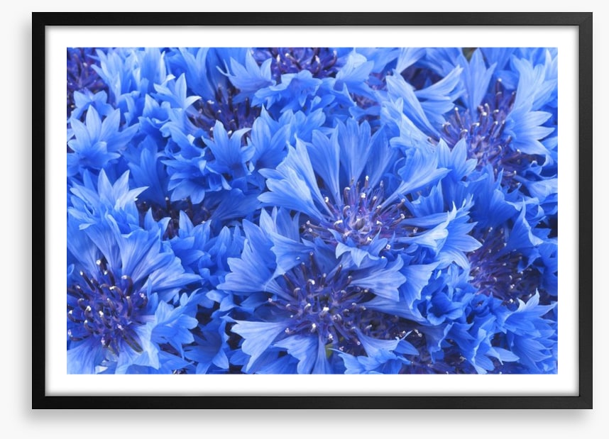 Cornflower blue