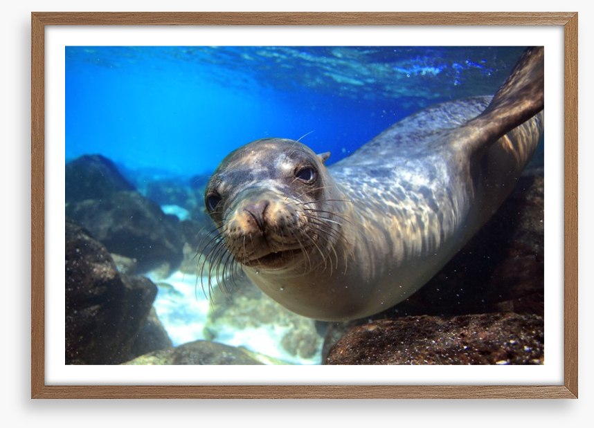 Sea lion smile