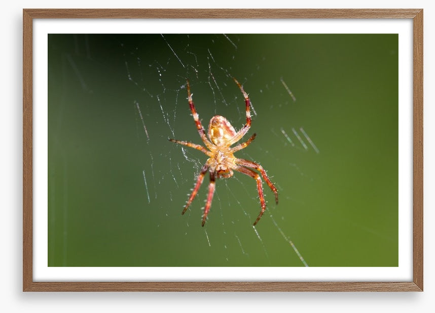 Insects