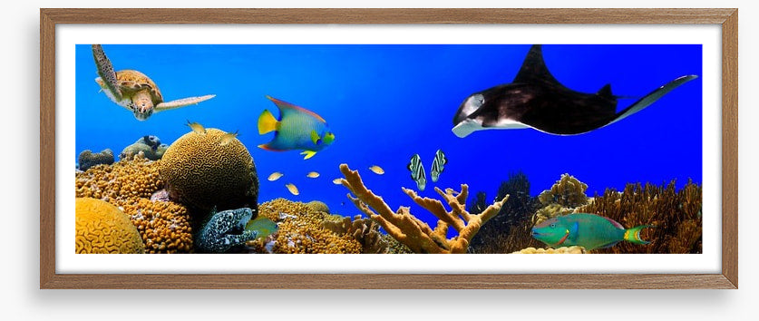Ray in the reef