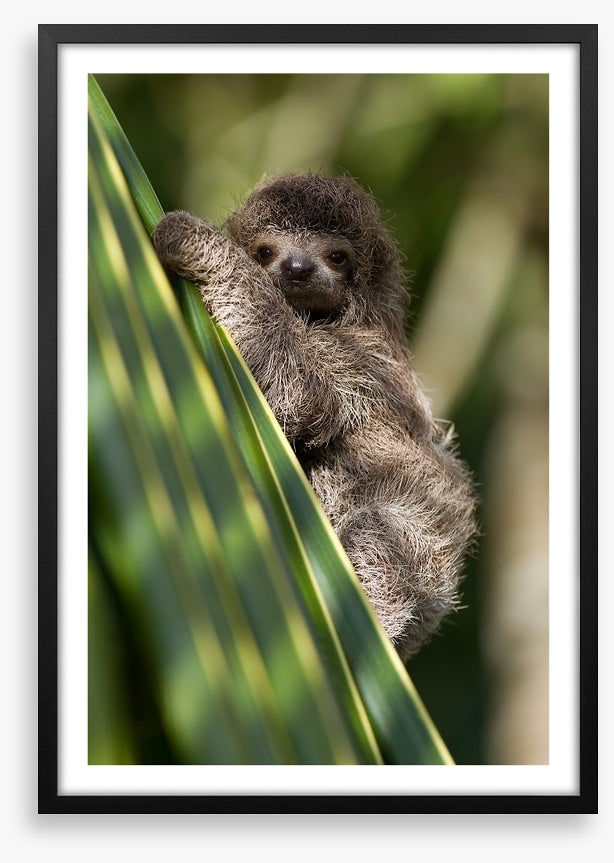 Baby three-toed sloth