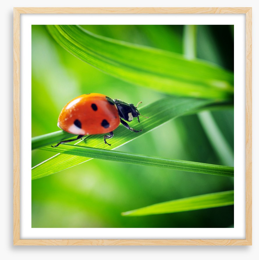 Insects