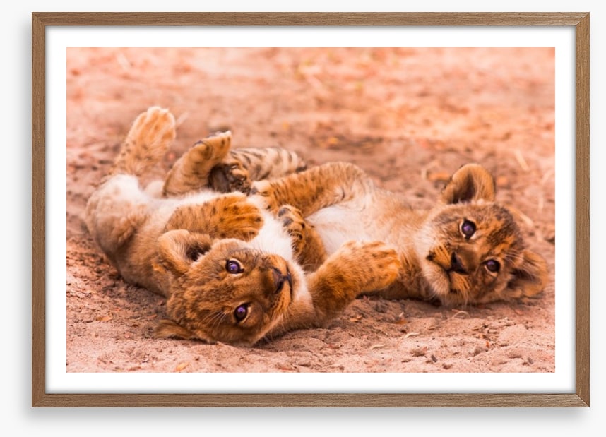 Playful lion cubs