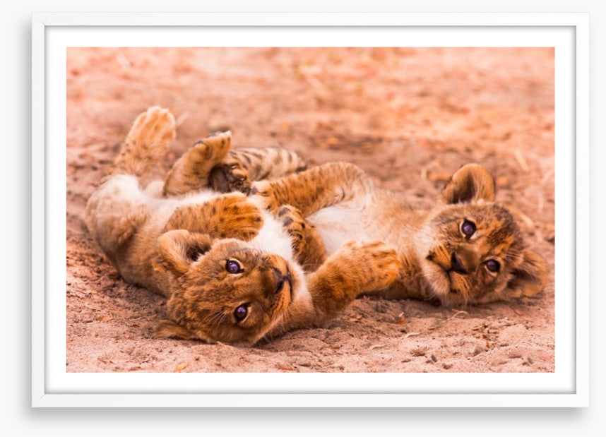 Playful lion cubs