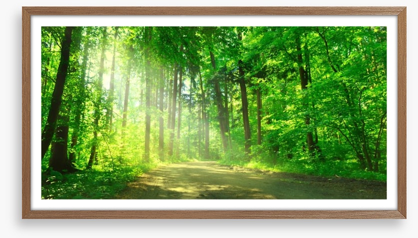 Sunbeam on the forest road