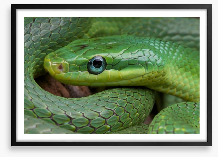 Emerald snake