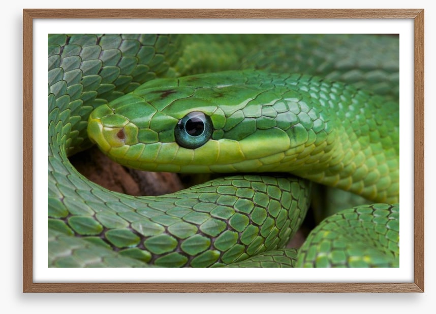 Emerald snake