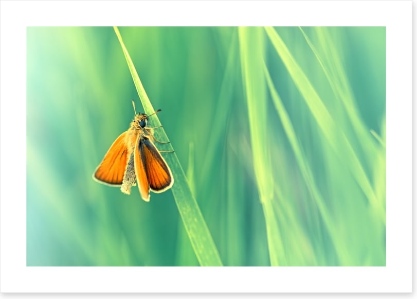 Butterflies
