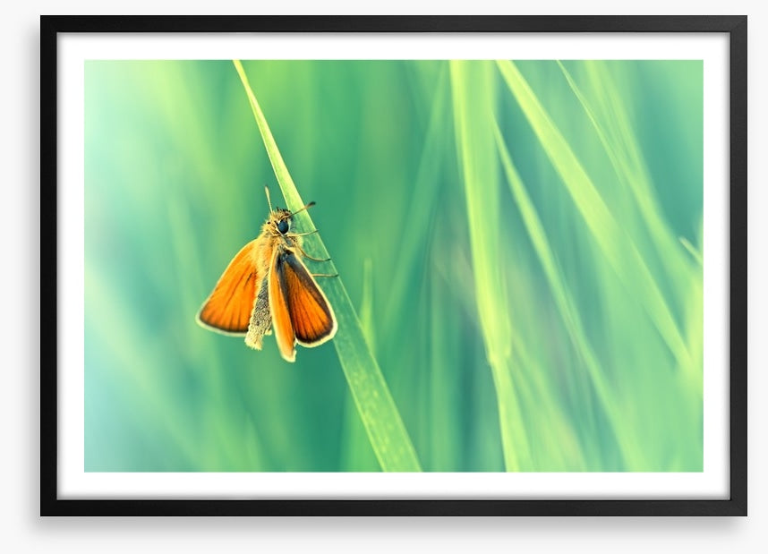 Butterflies