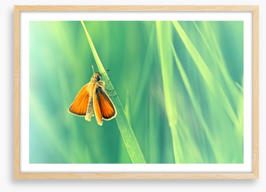 Butterflies