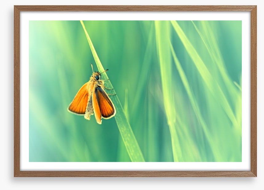 Butterflies