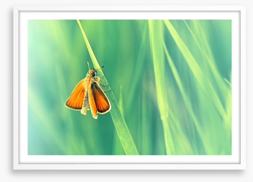 Butterflies