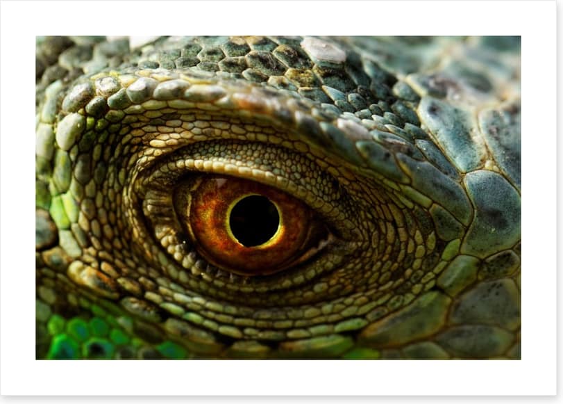 Reptiles / Amphibian