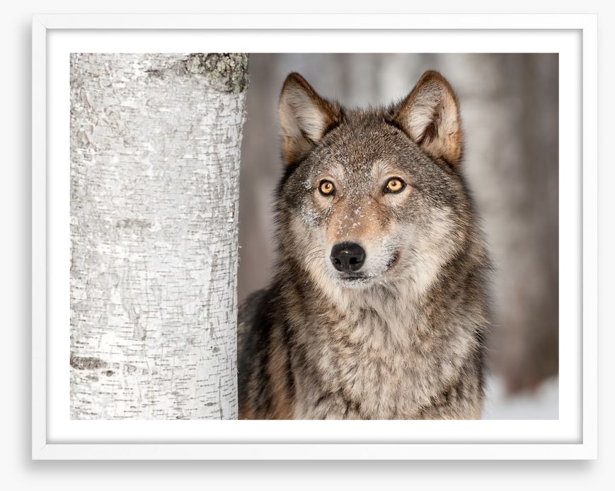Grey wolf in the snow