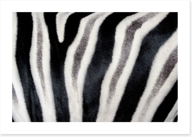 Zebra stripes