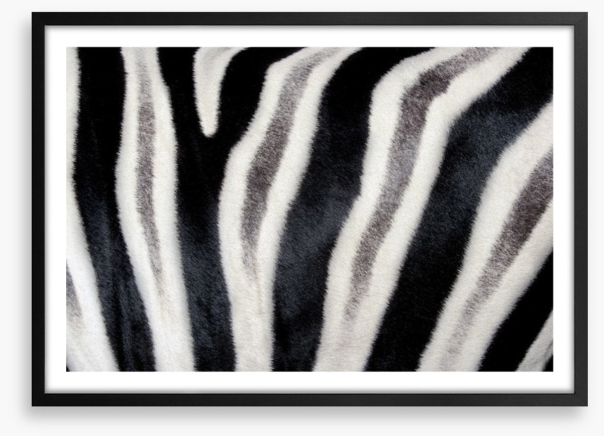 Zebra stripes