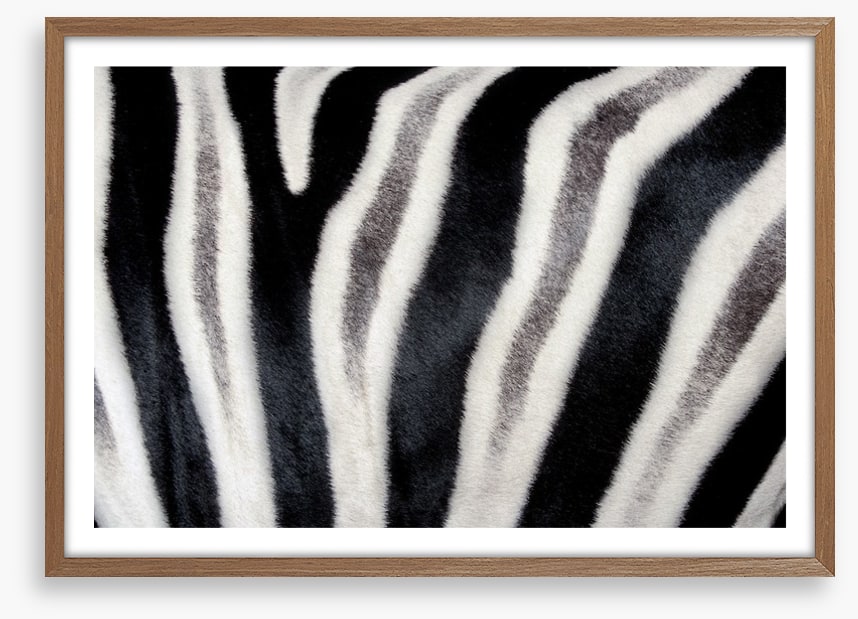 Zebra stripes