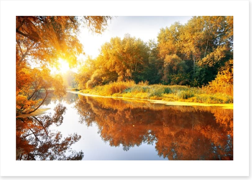 Autumn forest reflections