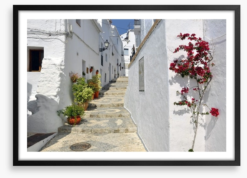 Bougainvillea against the whitewash