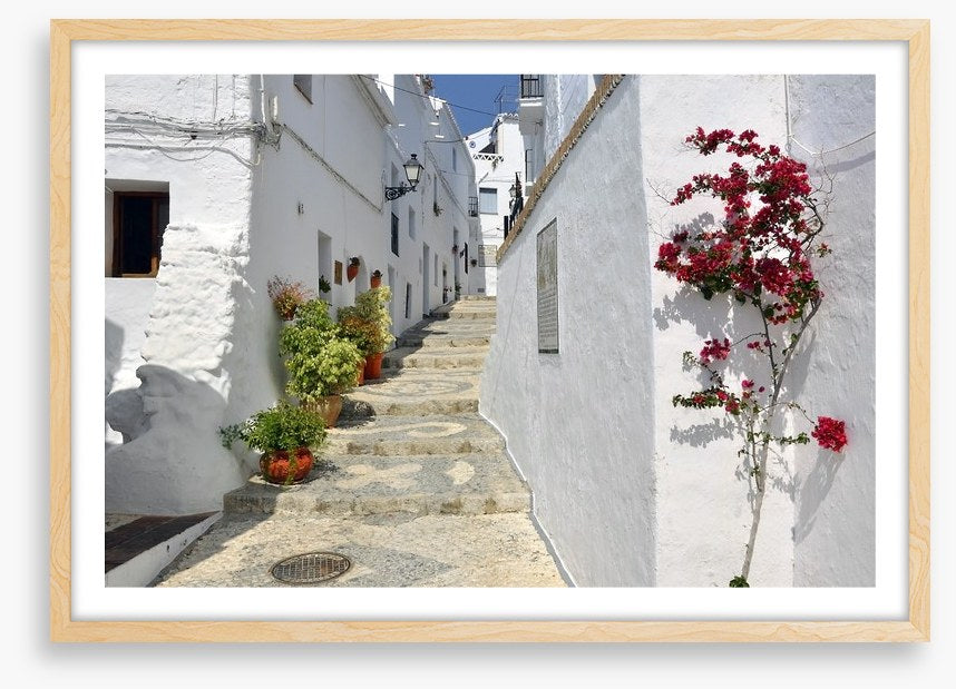Bougainvillea against the whitewash