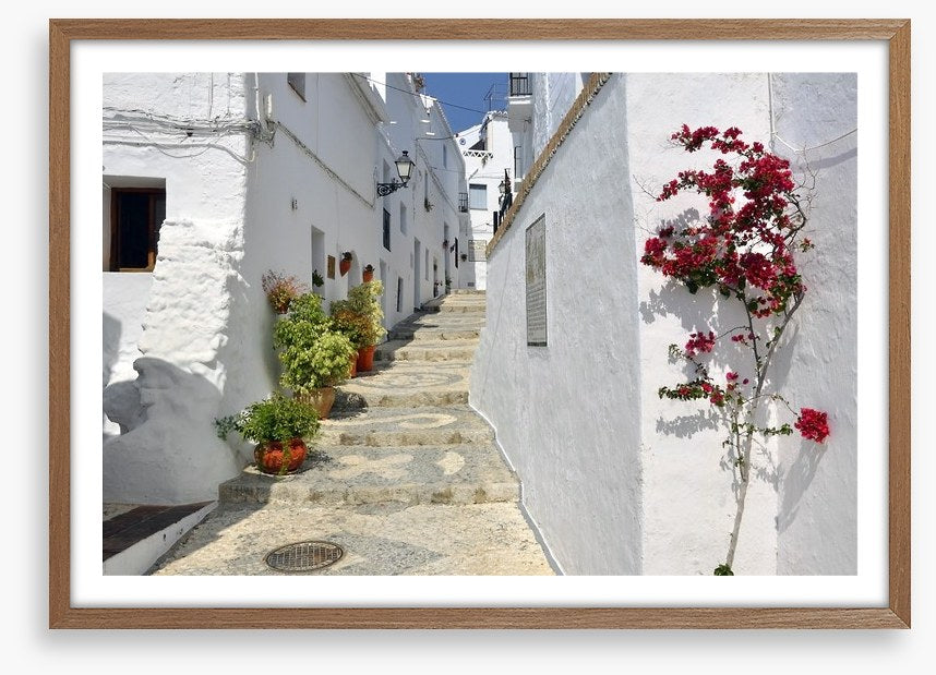 Bougainvillea against the whitewash