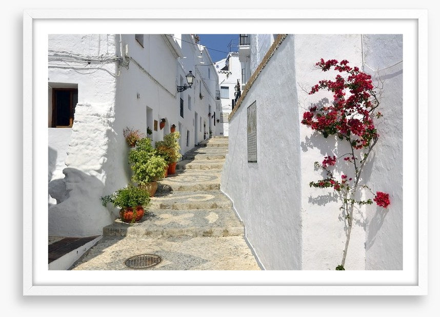 Bougainvillea against the whitewash