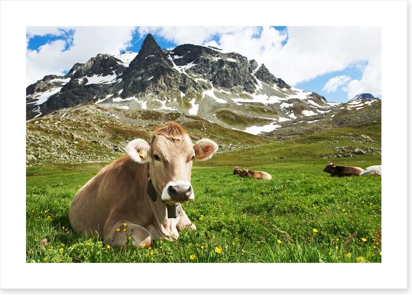 Til the cows come home
