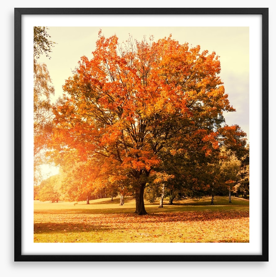 Autumn trees