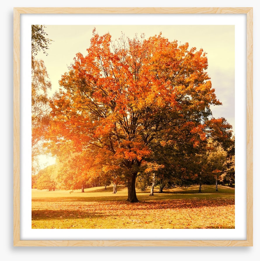 Autumn trees