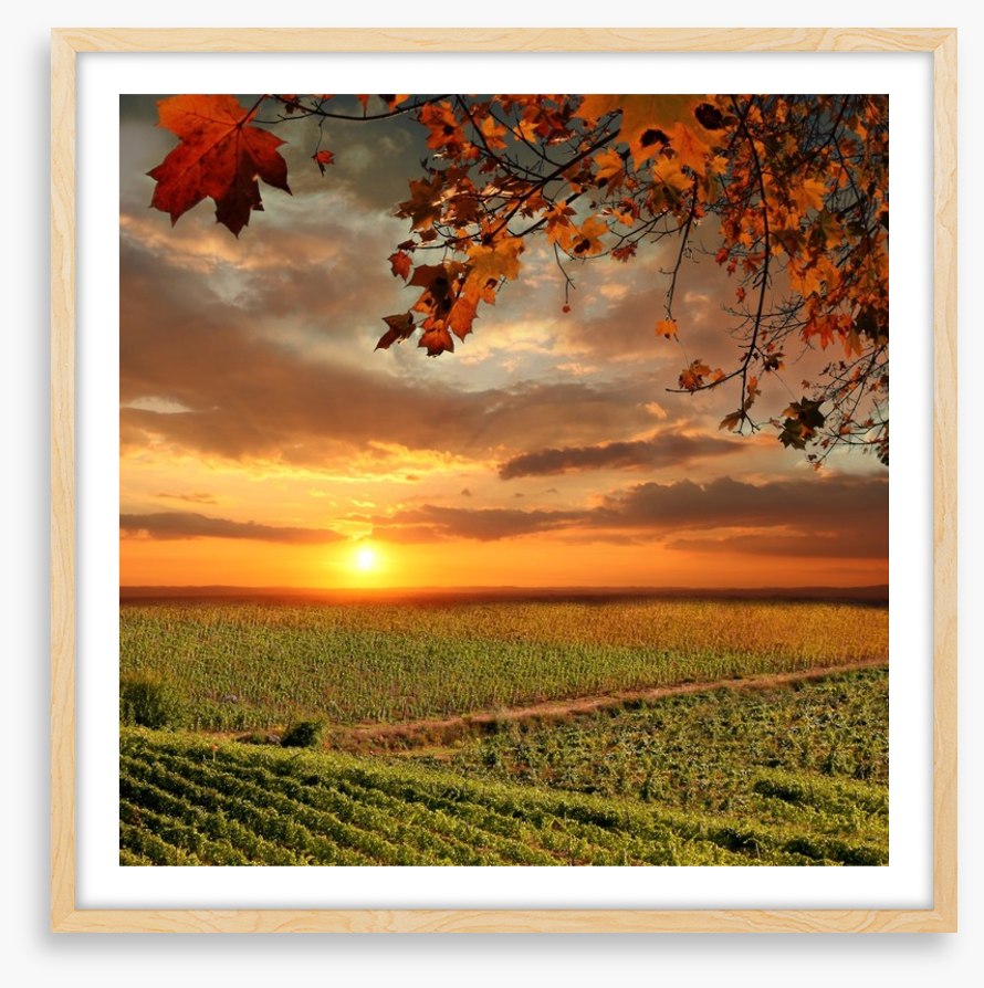 Sunset over the Chianti vines, Italy