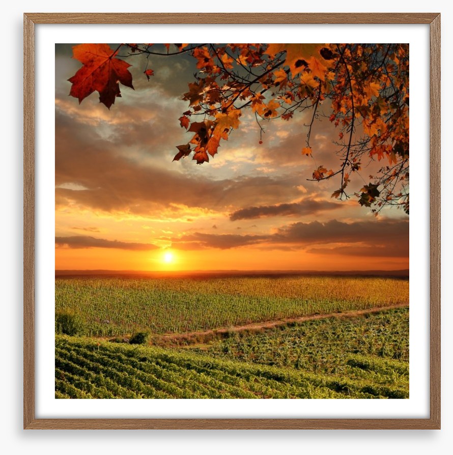 Sunset over the Chianti vines, Italy