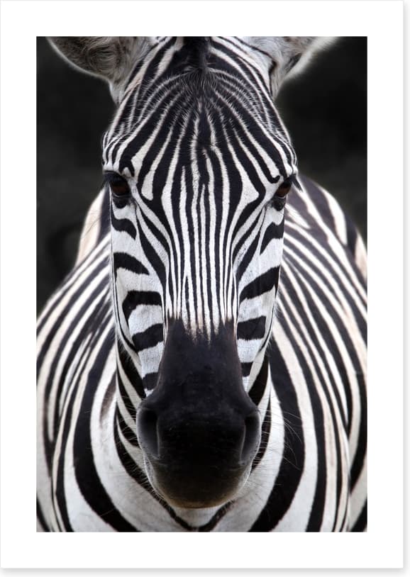 Zebra face