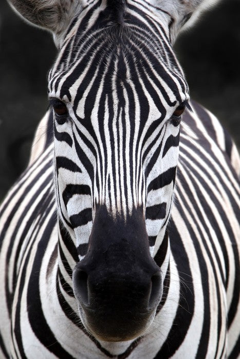 Zebra face