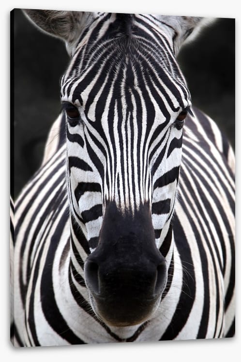 Zebra face