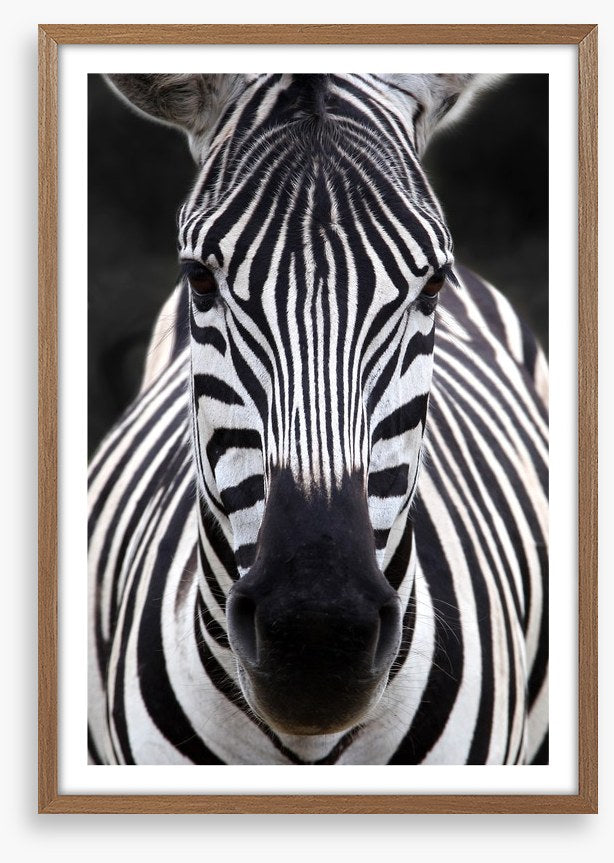 Zebra face
