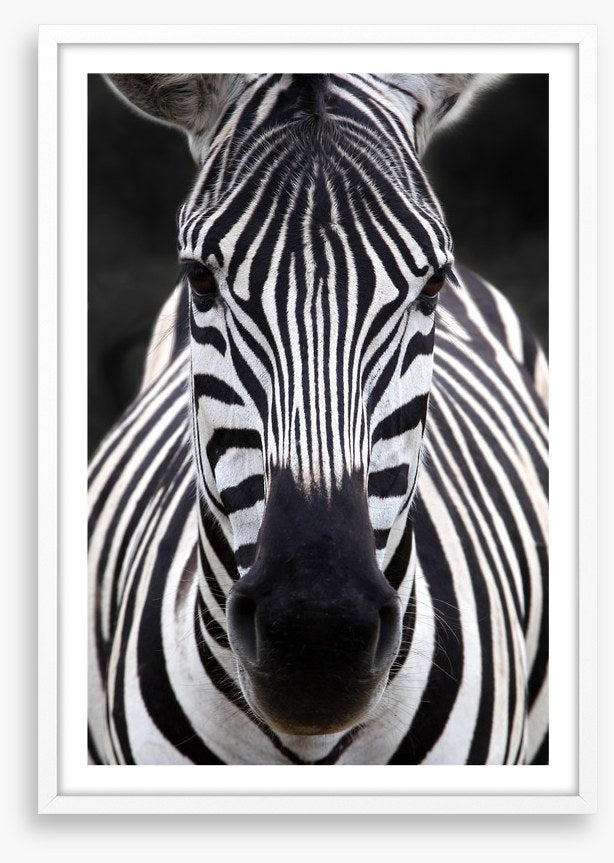 Zebra face