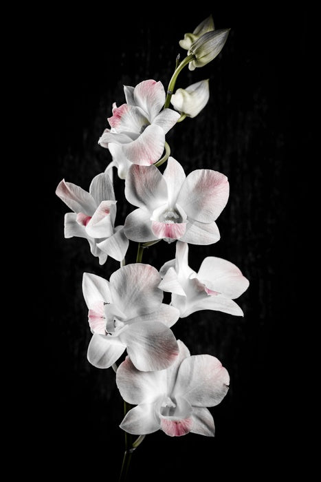 Orchid alone