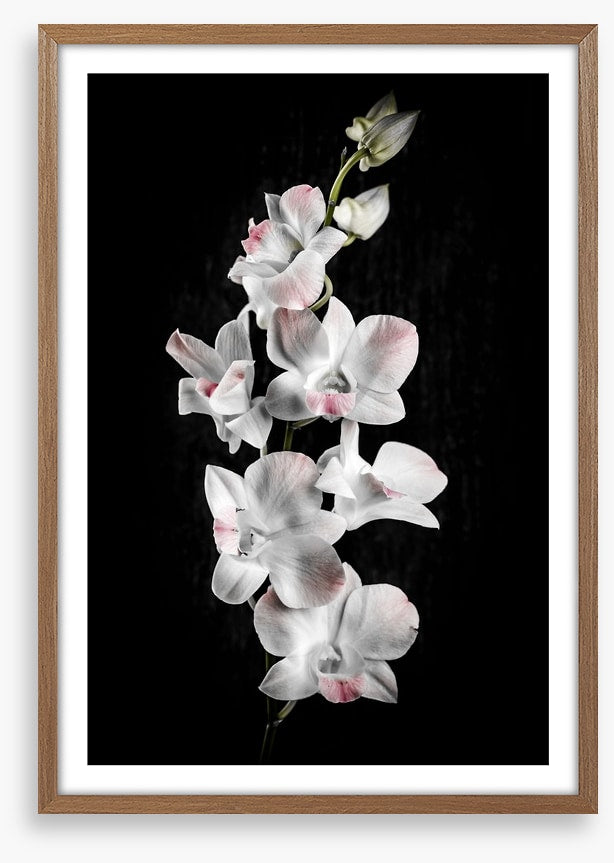 Orchid alone