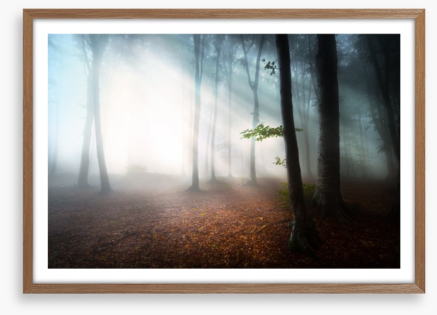 Fog in the forest