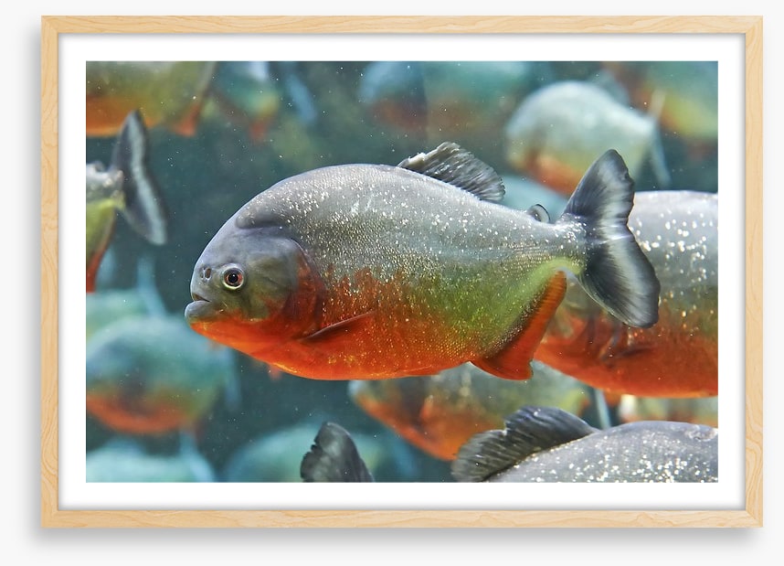 Fish / Aquatic