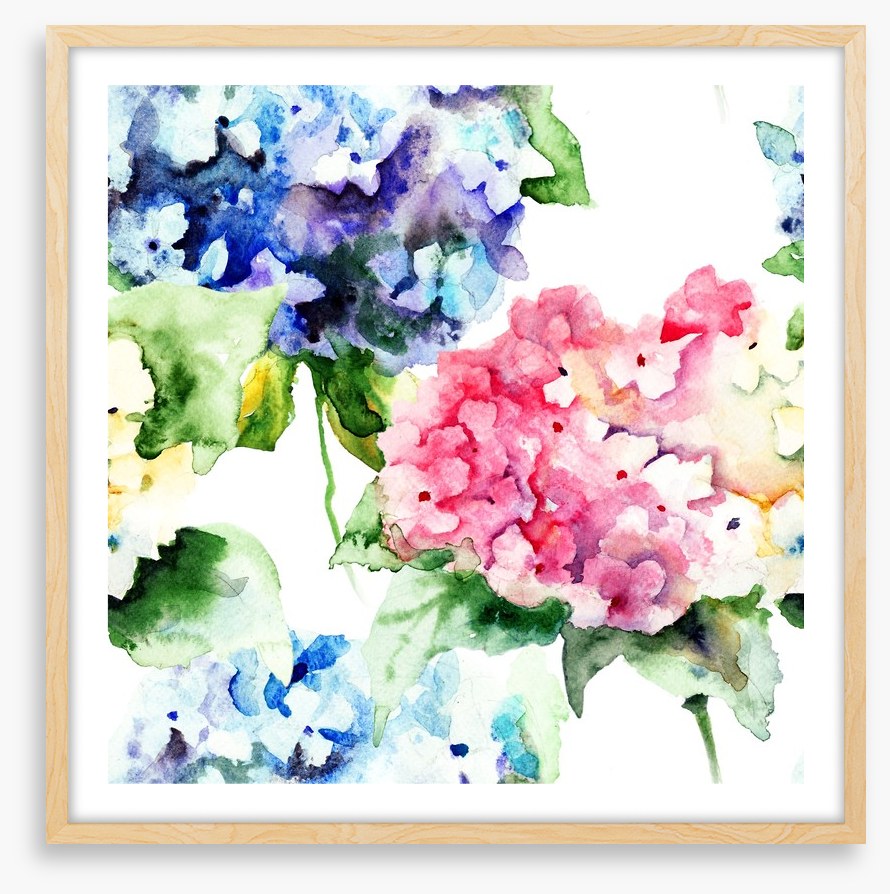 Hydrangea flowers
