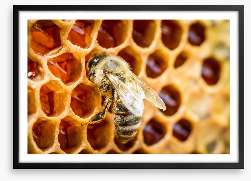 Insects