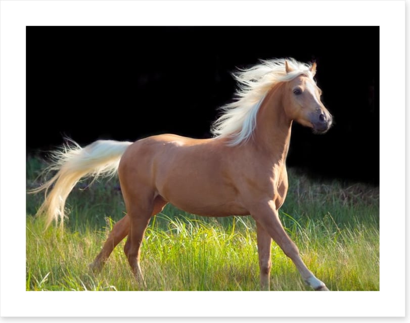Pretty palomino