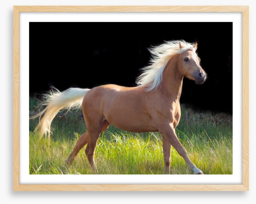 Pretty palomino