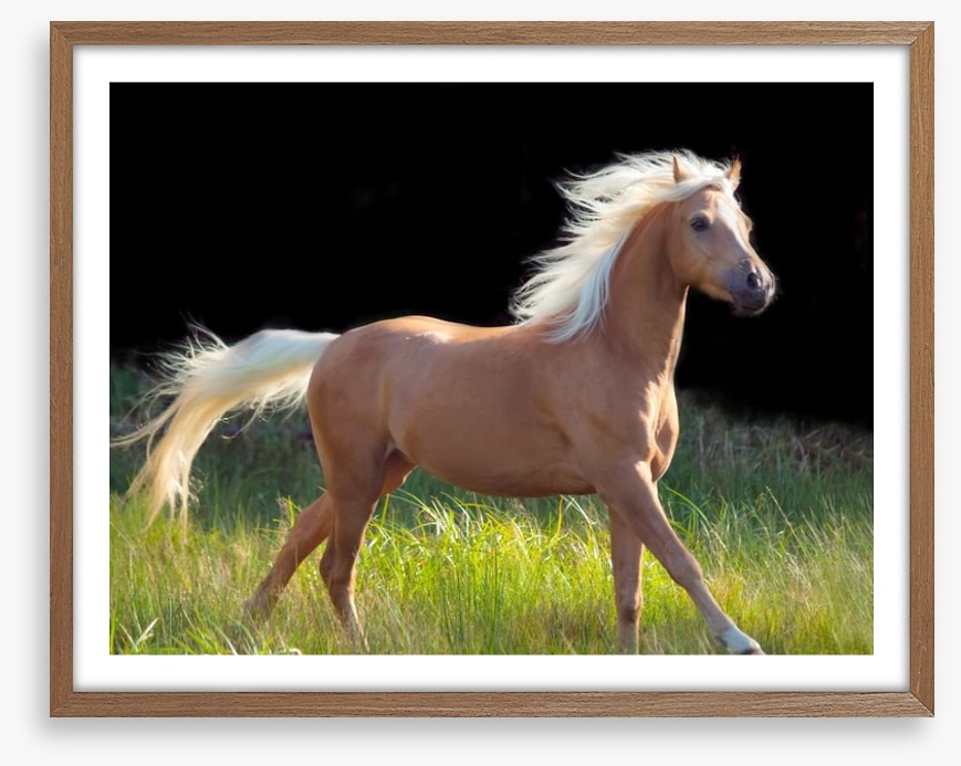 Pretty palomino