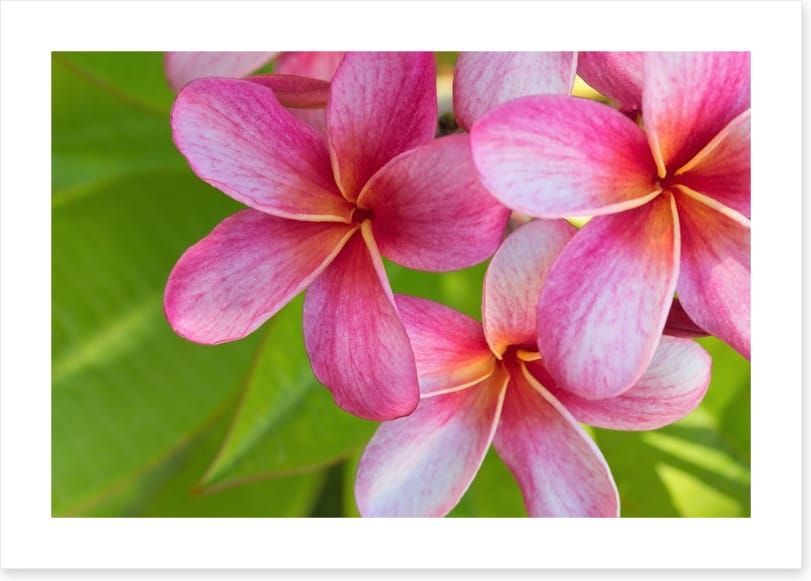 Pink frangipani
