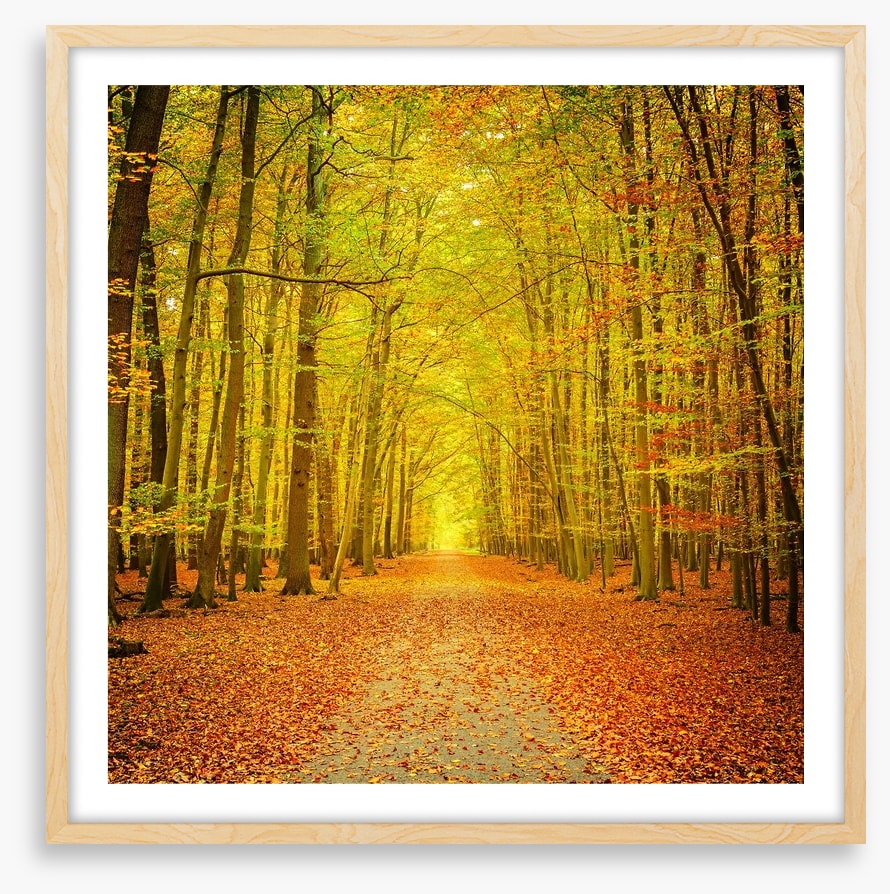 Autumn forest path
