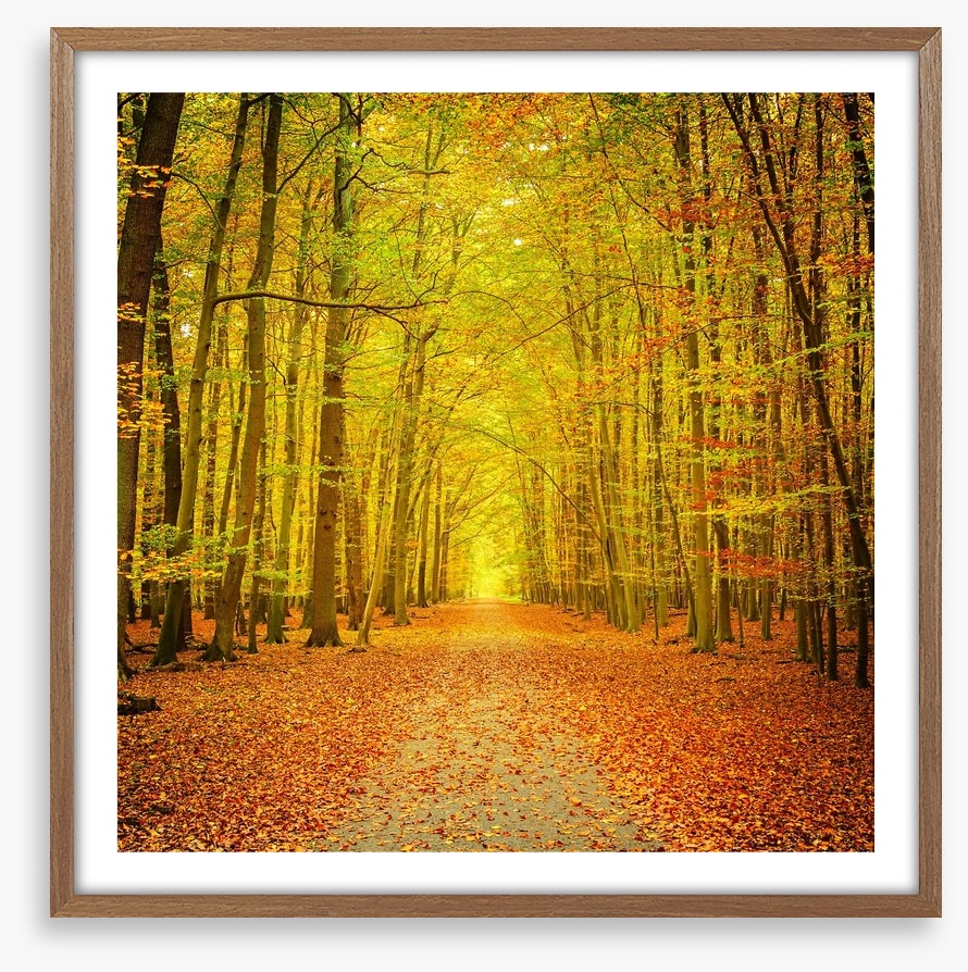 Autumn forest path