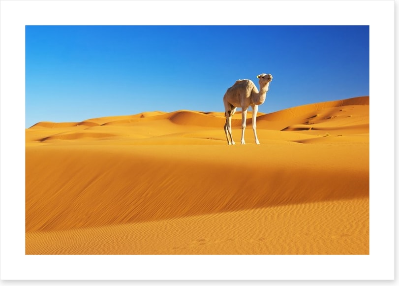 Desert
